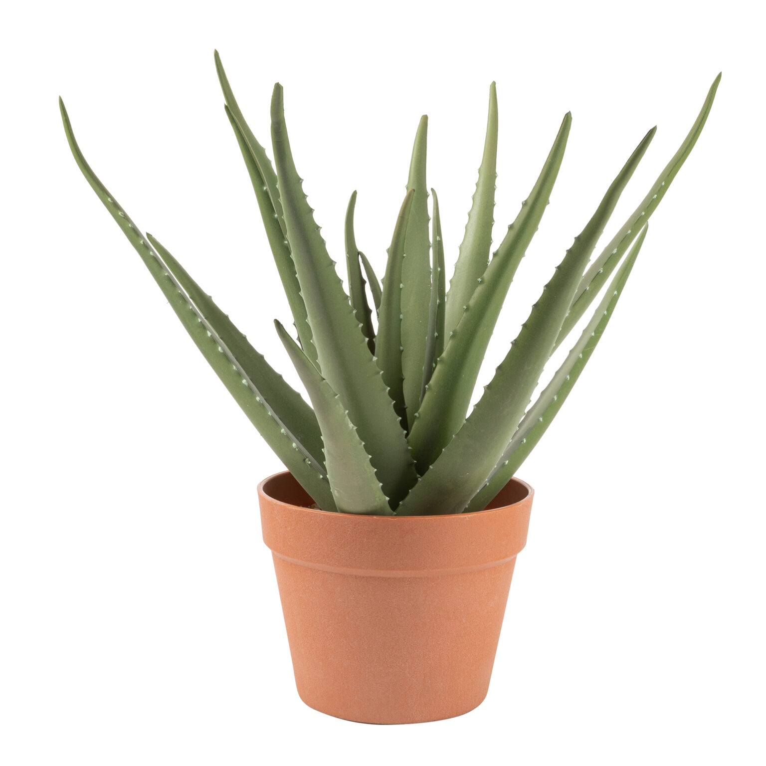 CACALOE17.jpg